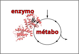 Enzymologie et Métabolisme