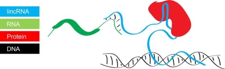 Emerging concepts in Functional Genomics