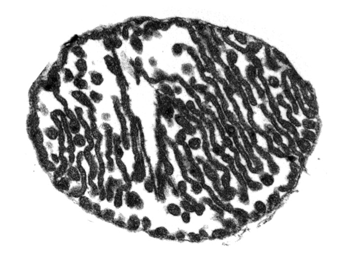 Mitochondria Twists