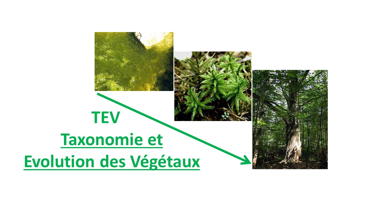 TEV - Taxonomie et Evolution des Végétaux